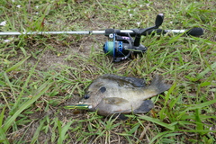 Lepomis macrochirus purpurascens