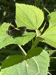 Autochton vectilucis