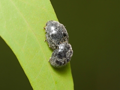 Rhyzobius ventralis