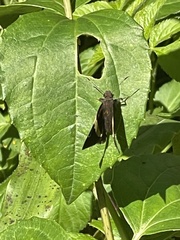 Autochton vectilucis