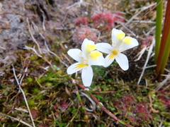 Euphrasia wettsteiniana