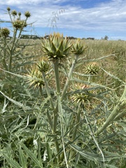 Cynara cardunculus