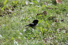 Petroica macrocephala macrocephala