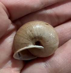 Helminthoglypta phlyctaena