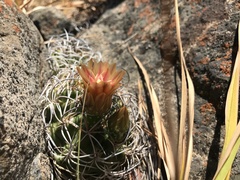 Eriosyce curvispina