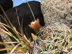Eriosyce curvispina