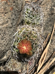 Eriosyce curvispina