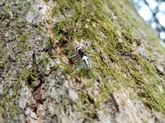 Holocerina smilax