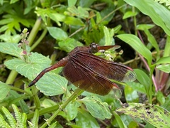 Neurothemis terminata