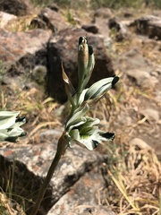 Chloraea bletioides