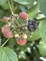 Rubus niveus