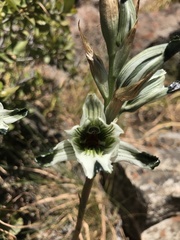 Chloraea bletioides