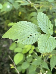 Rubus niveus