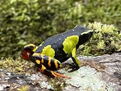 Mantella baroni