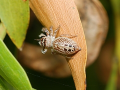 Opisthoncus nigrofemoratus