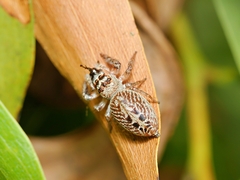 Opisthoncus nigrofemoratus