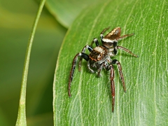 Opisthoncus grassator