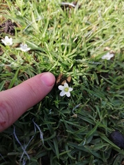 Arenaria