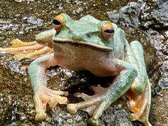 Boophis albilabris