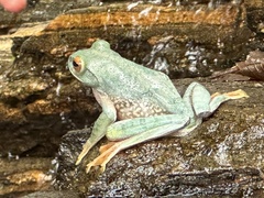 Boophis albilabris