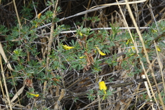 Caragana spinosa