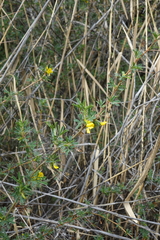 Caragana spinosa