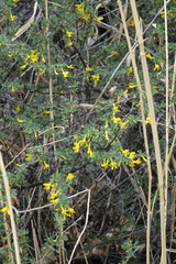 Caragana spinosa