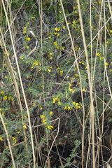 Caragana spinosa