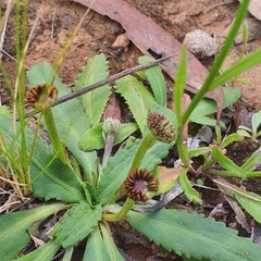 Solenogyne dominii