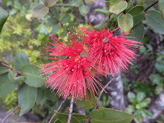 Metrosideros parkinsonii