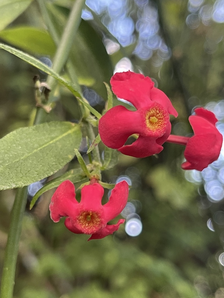Rovaeanthus
