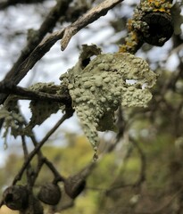 Ramalina celastri