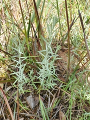 Chrysocephalum semipapposum