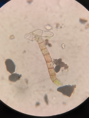 Image of Encalypta procera by (c) Zihao Wang, some rights reserved (CC BY)