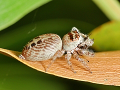 Opisthoncus nigrofemoratus