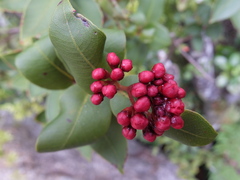 Metrosideros parkinsonii