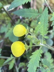 Calceolaria tripartita
