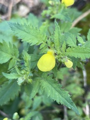 Calceolaria tripartita