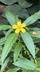 Turnera subulata