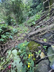 Calceolaria tripartita