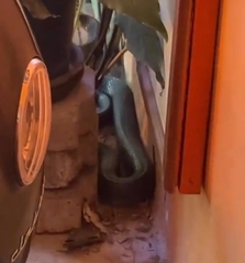 Drymarchon melanurus