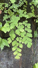Adiantum tenerum