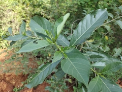 Ehretia laevis