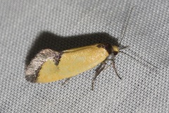 Microbela epicona