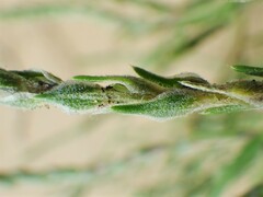 Corispermum americanum