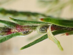 Corispermum americanum