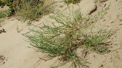 Corispermum americanum