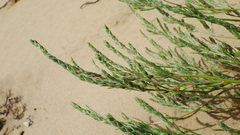 Corispermum americanum