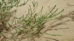 Corispermum americanum