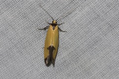 Microbela epicona